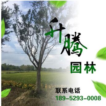 長期供應(yīng)優(yōu)質(zhì)草坪 喬木樸樹 叢生樸樹 櫸樹