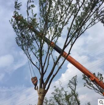 景觀樹 種植園批發(fā)園林綠化道路各規(guī)格叢生樸樹 樹苗