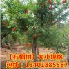 占地苗批發(fā)基地供應果樹苗木石榴樹苗 盆栽地栽石榴苗 優(yōu)質(zhì)石榴樹