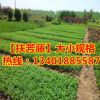 占地苗出售扶芳藤苗扶芳藤小苗 綠化用法桐苗 品種純正 量大優(yōu)惠