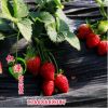 本基地供應法蘭帝草莓苗 草莓苗價格合理 1年生草莓苗