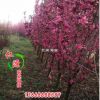 山東北美海棠批發(fā)基地 工程庭院綠化用北美海棠 公園景觀綠化