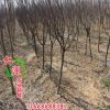 專業(yè)種植紫葉李 工程綠化專用紫葉李 樹形優(yōu)美 造型獨(dú)特紫葉李