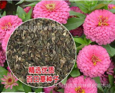實體店批發(fā)進口草花種子 百日花 百日草種子 單色百日草