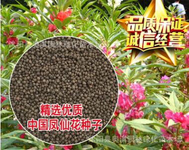 批發(fā)優(yōu)質(zhì)草花花卉種子 鳳仙花種子 四季可播 保質(zhì)保量