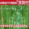專業批發綠化竹子 北方耐寒竹子 碧玉間黃金竹