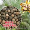 批發林木樹種 景觀樹【布迪椰子種子】 凍子椰子種子