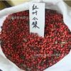供應紅葉小檗種子，郵寄紅葉小檗種子批發紅葉小檗種子