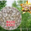 公司批發 銀杏種子 白果種子 銀杏樹種子 林木種子 發芽率95%以上