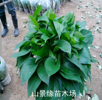 綠蘿吊蘭 室內(nèi)盆栽 室內(nèi)植物盆栽 綠羅