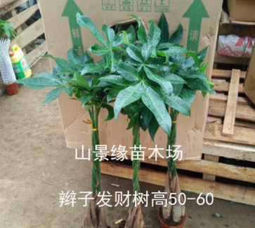 【基地直供】批發(fā)發(fā)財(cái)樹 觀葉植物小盆栽花卉發(fā)財(cái)樹盆栽