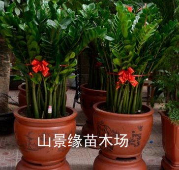 金錢樹 室內(nèi) 盆栽 大 招財(cái)進(jìn)寶榮華富貴 金錢樹盆栽