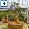 羅漢松 四季常青高檔庭院植物 樹樁熟樁盆景造型羅漢松按圖發貨