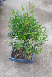 12cm球型赤楠 盆景 植物花卉小盆栽綠色室內(nèi)花木