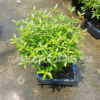 15CM球型滿天星 盆景植物花卉小盆栽綠色室內(nèi)花木