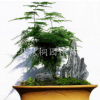 優質文竹盆栽花卉 辦公室內觀葉植物 宿根植物 四季常青 凈化空氣