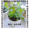 檸檬薄荷苗香水薄荷吸甲醛 驅蚊淡香食用型 可泡茶水培盆栽
