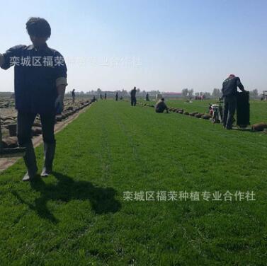 基地批發(fā)四季青綠化草坪百慕大果嶺草坪冷季型泥培草坪直銷(xiāo)價(jià)格