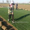 河北草皮廠家批發 高羊茅早熟禾混播草皮 城市綠化建設