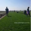 廠家直銷美觀綠化草坪耐寒耐旱耐踐踏草坪綠化工程專用草坪價(jià)格