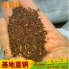 批發黃花敗種子 簡裝南敗醬草苦益苣荬菜苦菜子苦麻菜種子直銷