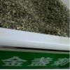 批發工程草花金盞菊種子耐寒景觀綠化庭院陽臺盆栽花卉