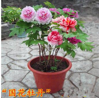牡丹花苗大苗種根種子批發(fā)庭院綠植花卉盆栽觀花四季芍藥洛陽菏澤