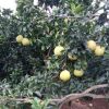 柚子樹苗嫁接紅心蜜柚沙田柚南方北方種植庭院果樹苗當(dāng)年結(jié)果批發(fā)