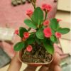 虎刺梅盆栽小鐵海棠綠植水培花卉植物辦公室內(nèi)盆景吸甲醛防輻射