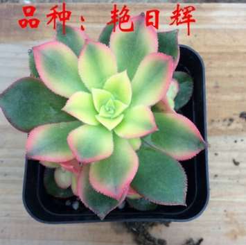 艷日輝4cm 多肉植物批發(fā) 肉肉辦公室桌面創(chuàng)意奇趣綠植花卉盆栽