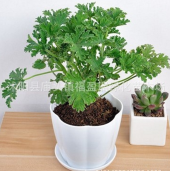 基地直銷驅(qū)蚊草 室內(nèi)盆栽植物 香葉天竺葵 驅(qū)蚊效果好