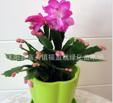 室內(nèi)外盆栽綠植四季常青觀葉花卉 蟹爪蘭 凈化空氣當(dāng)年開(kāi)花大苗