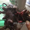 批發(fā)優(yōu)質(zhì)芍藥花苗 種根 綠化植物