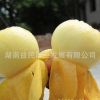 枇杷樹苗正宗東山白沙枇杷果樹苗鮮甜爽口皮薄肉厚白玉枇杷苗批發