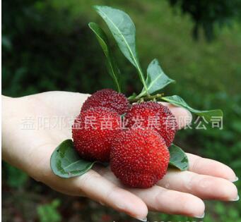 果樹苗木批發(fā) 南方果苗 正宗東魁楊梅苗 楊梅樹苗 果特大 肉厚