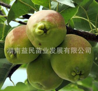 熱賣果樹苗木 南方品種嫁接果苗 梨子種苗 香酥梨苗