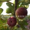果樹苗木 可盆栽地栽嫁接果苗 無(wú)花果樹苗 瑪斯義·陶芬雙季果苗
