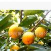 南方果苗 水果樹苗 嫁接柿子樹種苗 無核雞心柿子苗 皮薄多汁