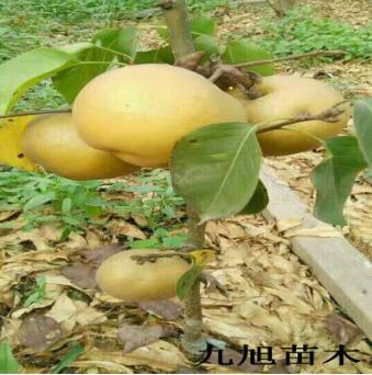 梨苗 水晶梨苗 秋月梨樹苗 晚秋黃梨 綠寶石梨苗 中梨一號