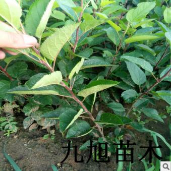 蘋果樹 魯麗矮化蘋果樹多少錢一棵 坐果早 產(chǎn)量高 可密植