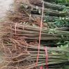 香椿樹適應南方種植 紅油香椿樹批發 大棚栽植 產量高 可密植