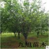 海棠苗 西府海棠樹苗批發/價格 垂絲海棠 木瓜海棠 絢麗 紅寶石