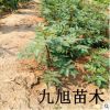 【花椒樹】獅子頭大紅袍花椒苗批發/九葉青花椒苗/無刺花椒苗