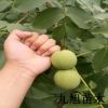 【核桃苗】嫁接核桃苗批發 香玲核桃價格 8518 坐果早產量高