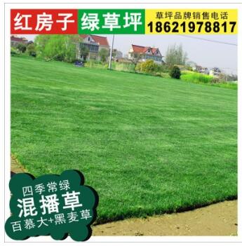 供應(yīng)【四季青草坪】 矮生百慕大混播黑麥草 兩種草綠期交替