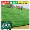 供應【四季青草坪】 矮生百慕大混播黑麥草 兩種草綠期交替