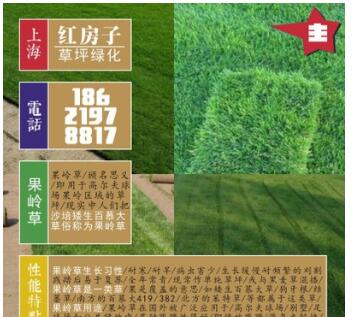 綠化用草坪 選矮生百慕大 又叫果嶺草 草質(zhì)優(yōu)美易管理維護