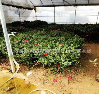 優(yōu)質(zhì)茶梅球 大量供應(yīng)茶梅球 茶梅球 茶梅