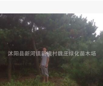 大黑松出售 黑松大樹(shù) 10公分15公分粗其他規(guī)格齊