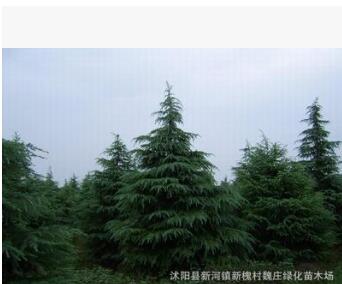 超低價(jià)供應(yīng)雪松樹(shù)-雪松苗-雪松樹(shù)苗 松樹(shù)苗 1米 其他規(guī)格齊